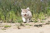 CHIEN FINNOIS DE LAPONIE 448
